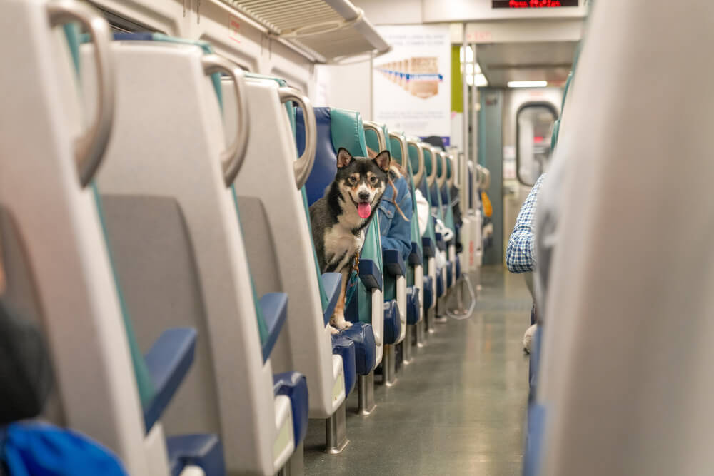 train-in-dog