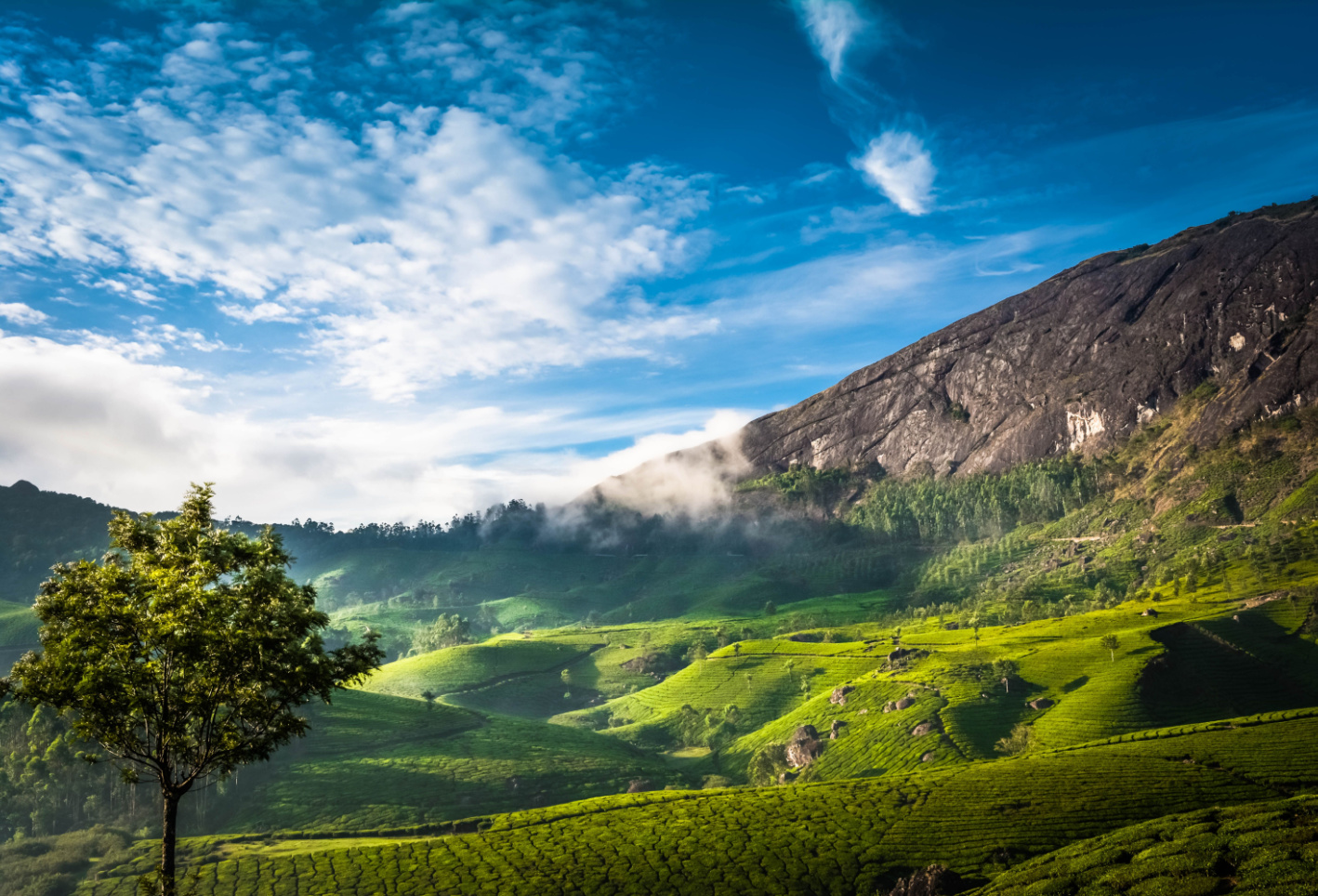 IMG_0408 | India, Munnar If you would like to use my images … | Flickr