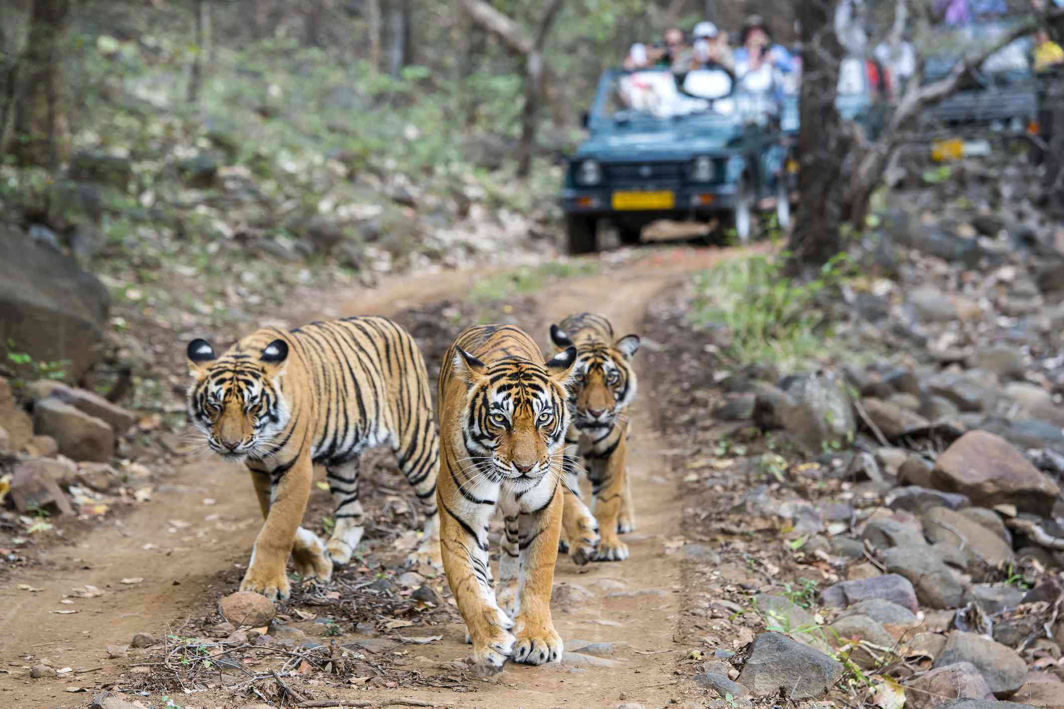 Ranthambore