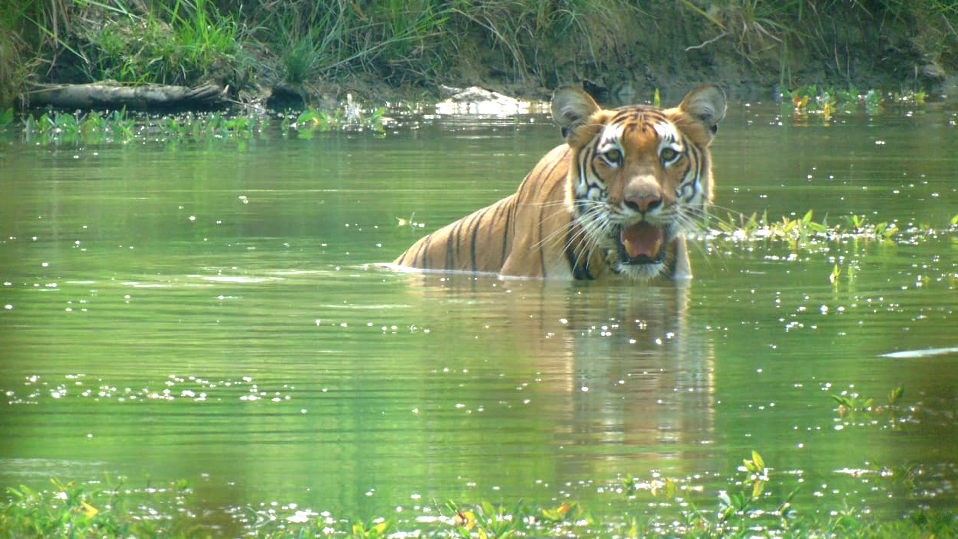 Sariska