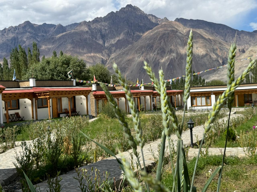 The Walnut Inn Resort,Hunder, Nubra Valley,3 star
