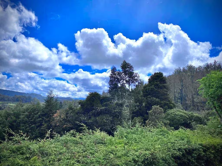 The Tamarillo,,3 star