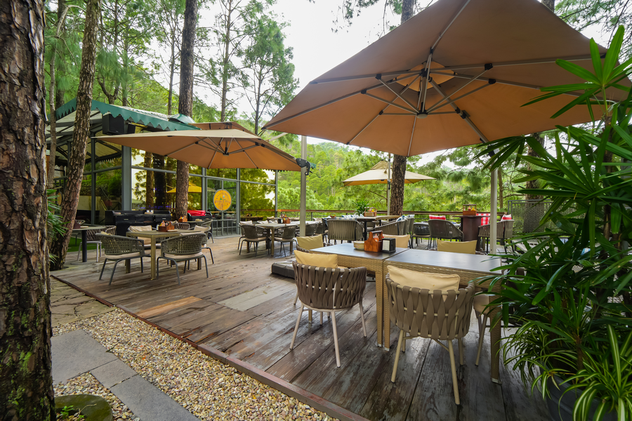 kasauli hills resort