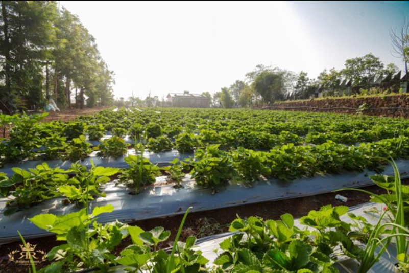 rockford resort and spa