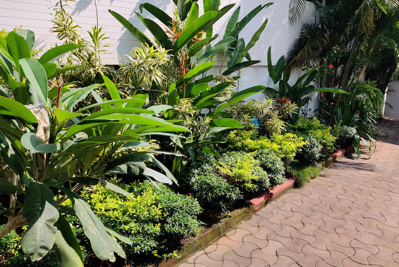 goa
