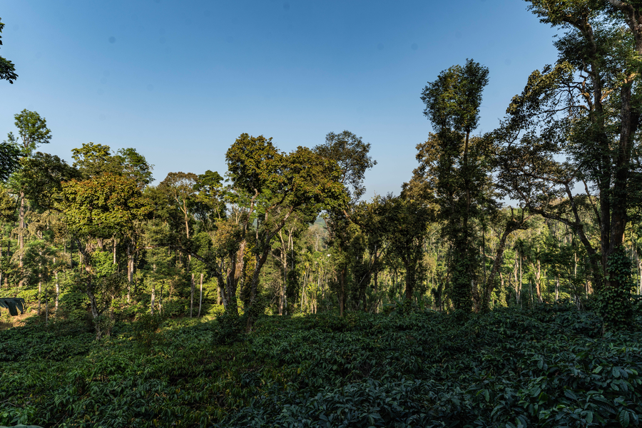 itsy hotels jammabane cottage 5 minutes to mountain view coffee plantation