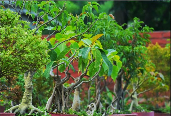 Hanumanti River View Resort,Choubattakhal>>Byasi,3 star