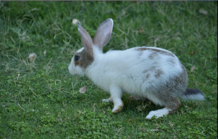 hanumanti river view resort