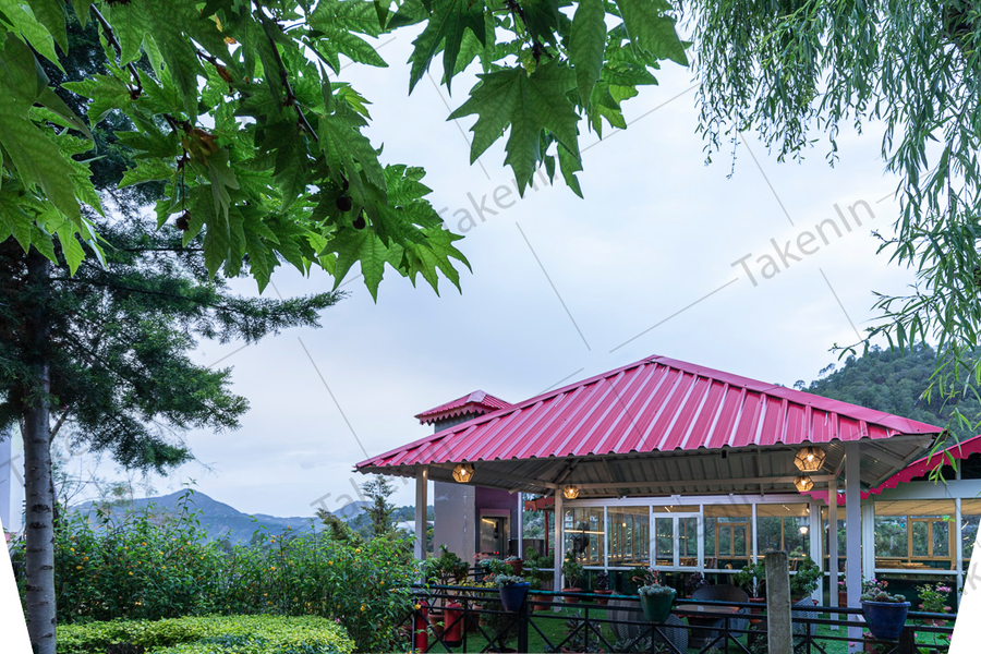 maple resort chail