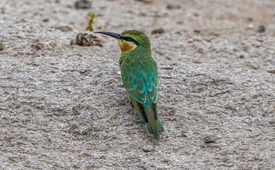 brij pola jawai luxury jungle camp with private pools