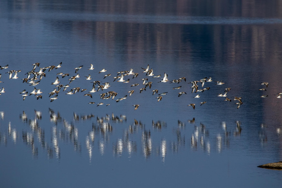 brij pola jawai luxury jungle camp with private pools