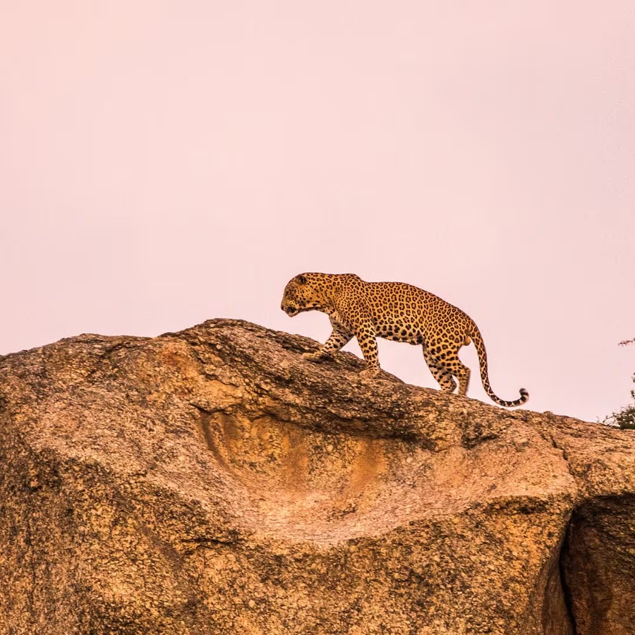 brij pola jawai luxury jungle camp with private pools