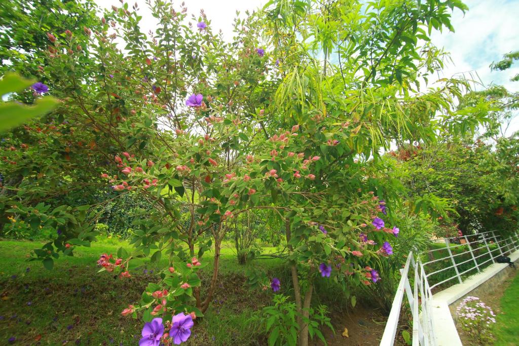 the tangerine resort