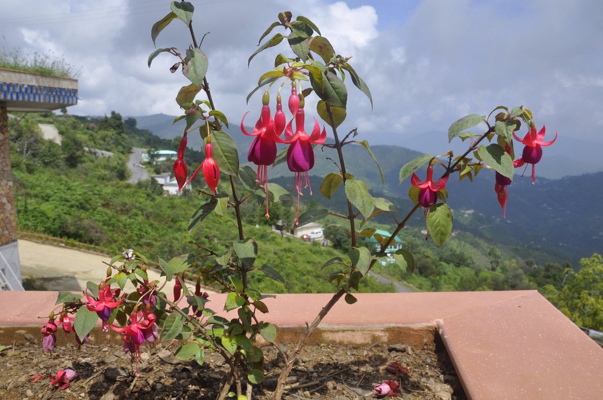 Casa Dream The Resort,Bhowali-Ramgarh-Mukteshwar Rd,4 star