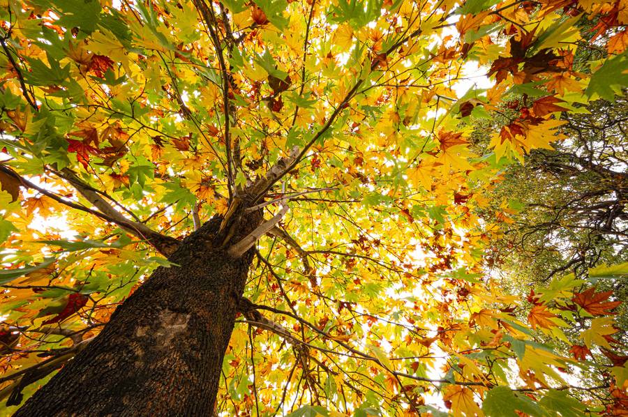 storii by itc hotels urvashis retreat manali