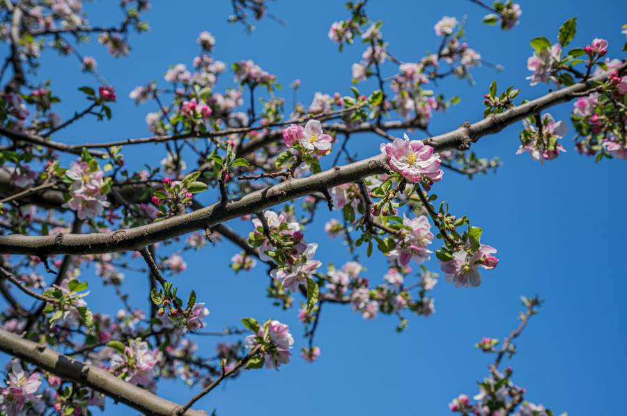 storii by itc hotels urvashis retreat manali