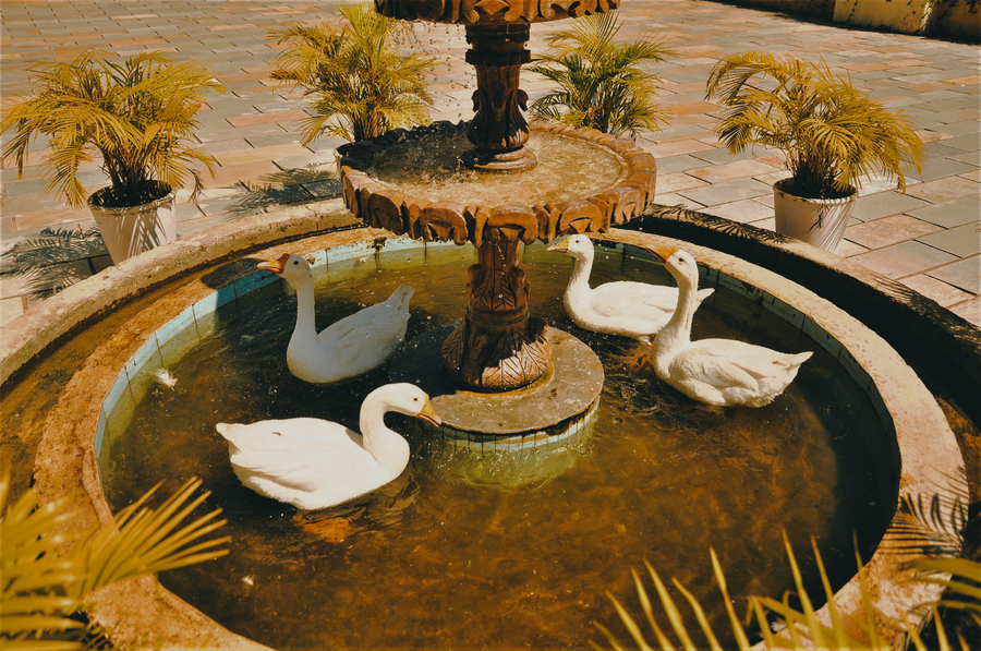 alcor kumbhalgarh the family getaway