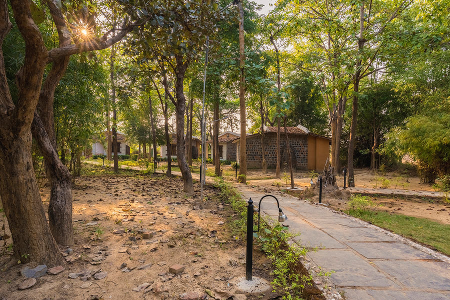 jungle king resort