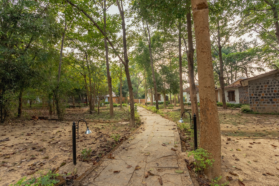 jungle king resort