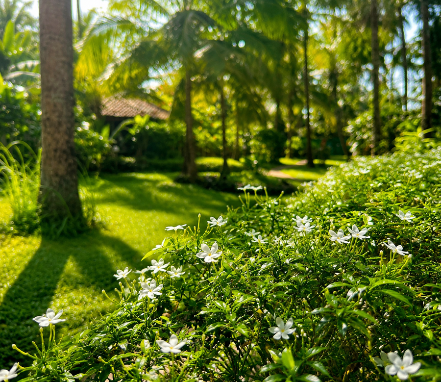 jungle hut annabelles beach apartments at bernard simao