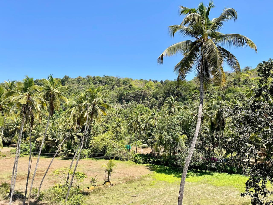 palm paradise resort