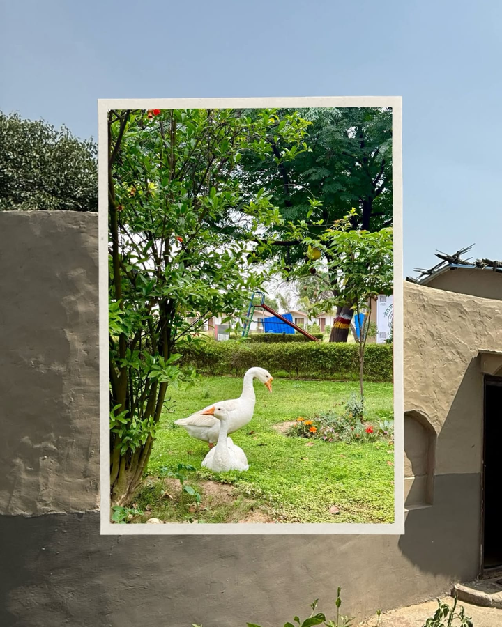 arise rustic village resort manesar