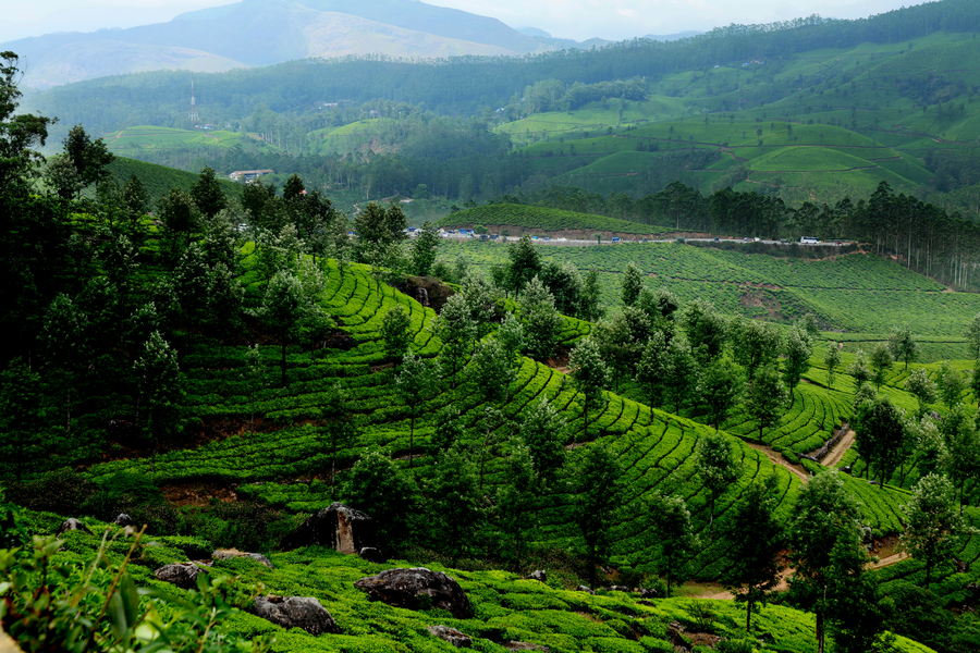 mountain club resort munnar