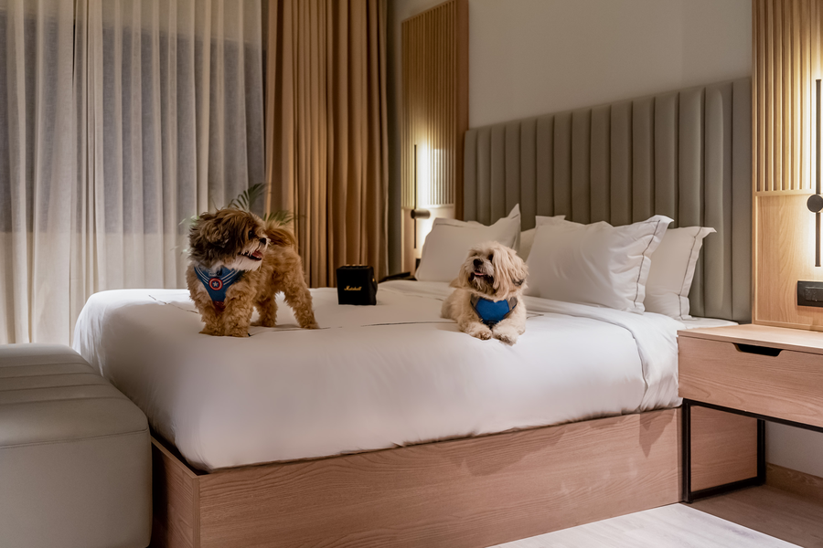 downtown prime a premium boutique hotel udaipur my downtown hotels