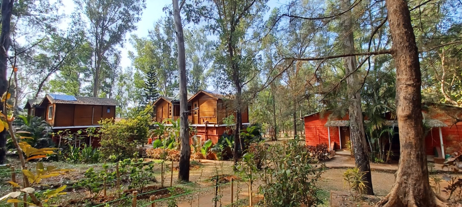 the jungle resort amba