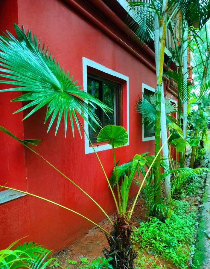 the jungle resort amba