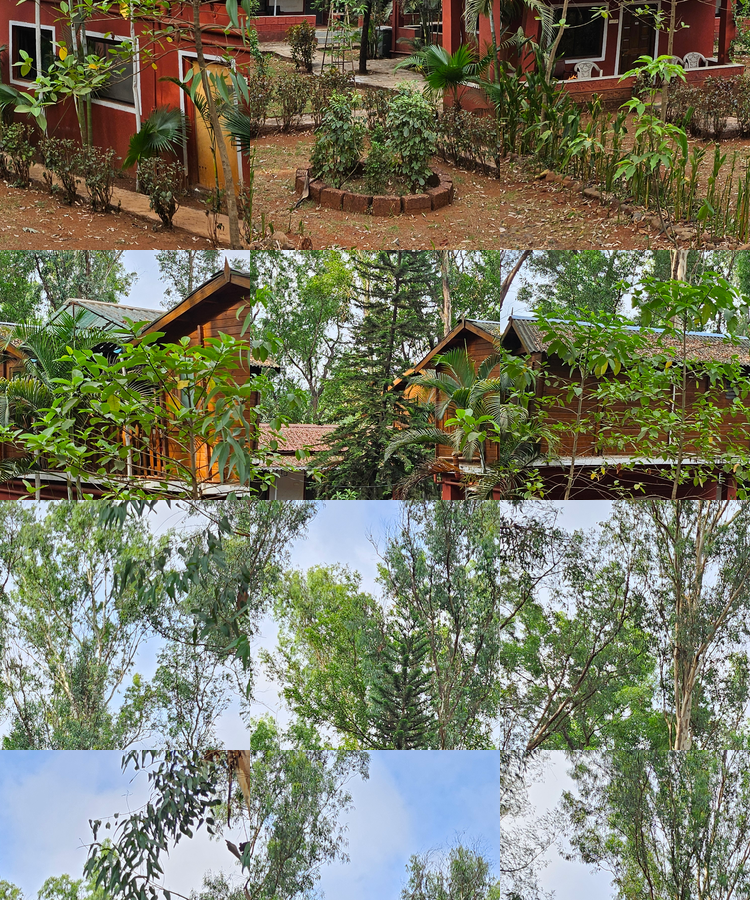the jungle resort amba