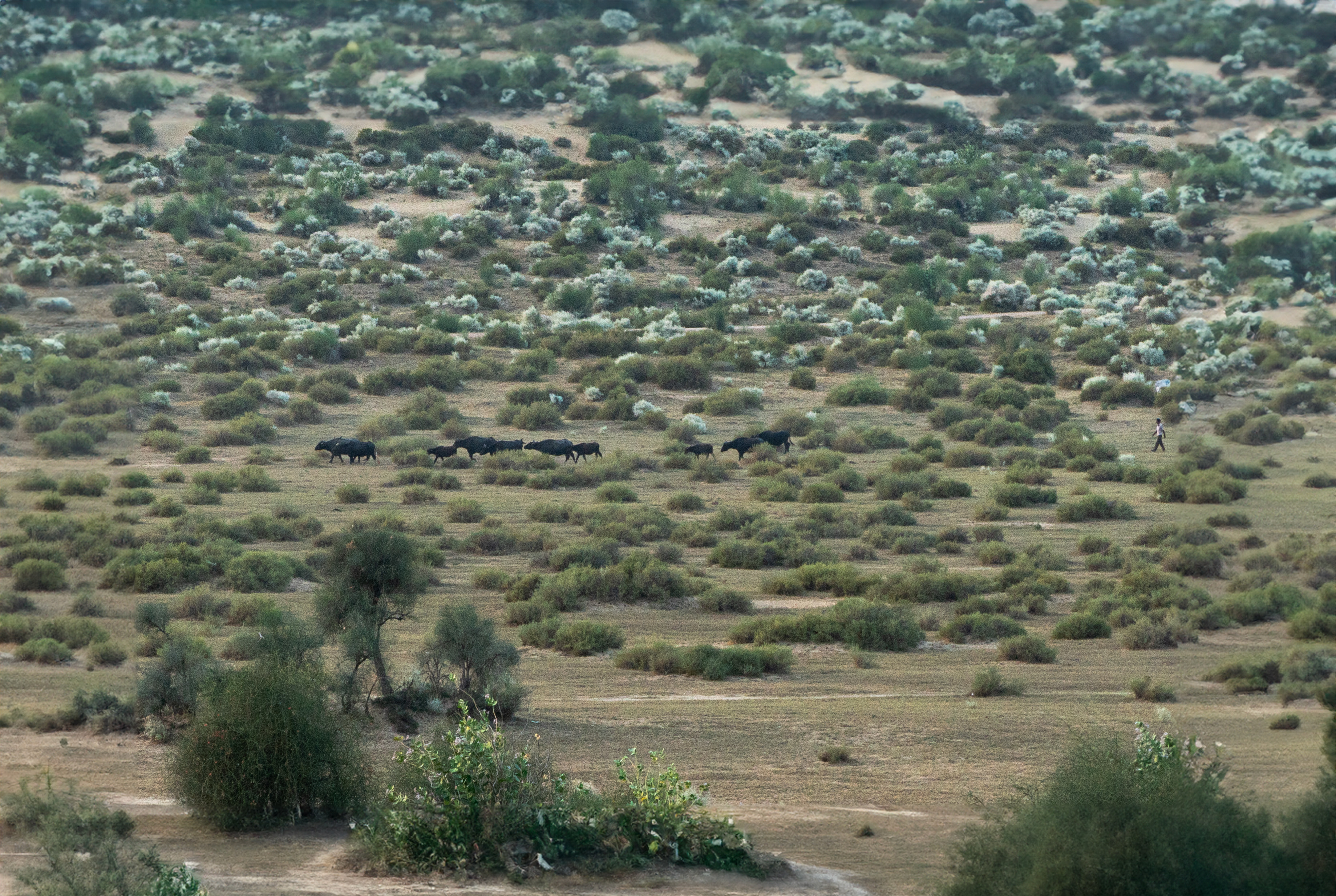 Desert Trails Khuri,Khuri,3 star
