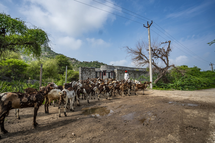 maya luxury j wild resort jawai