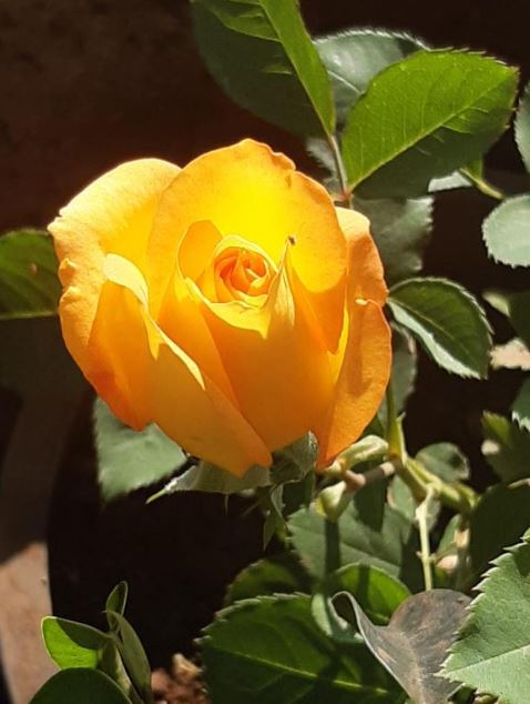 berry fresh stays mahabaleshwar with pool