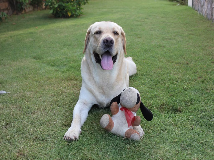 Tree Of Life Resort, Dehradun Foothills, Badripur, Dehradun,4 star