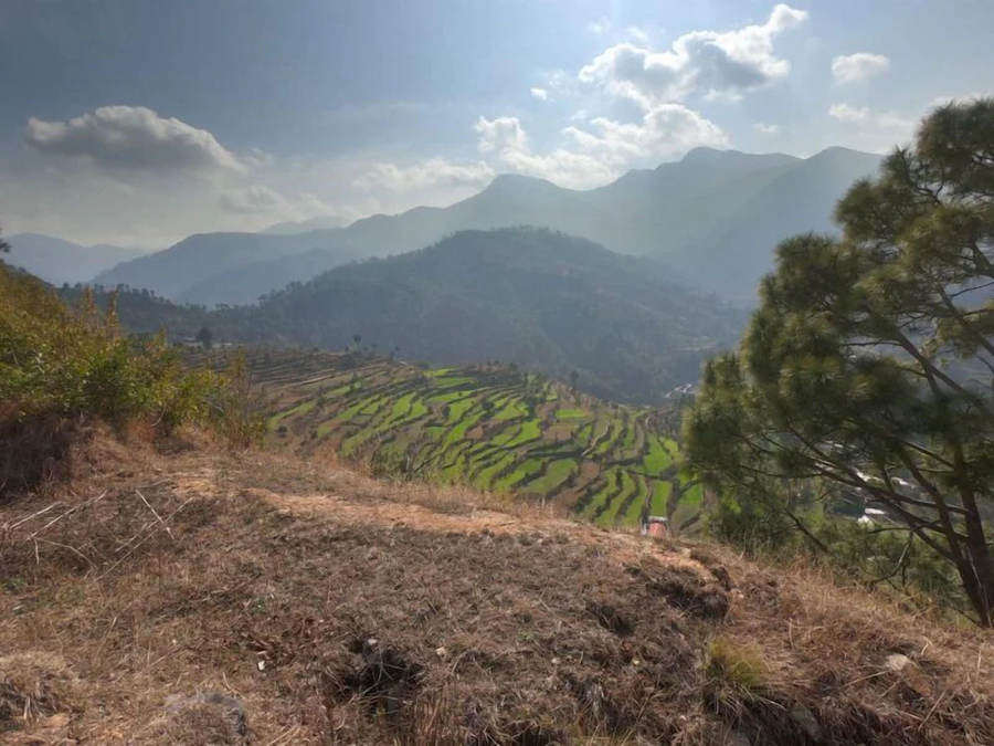 tree of life junoon in the hills kumaon