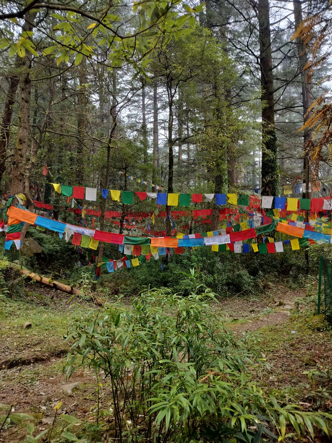 aliza inn and suites by srs hotels