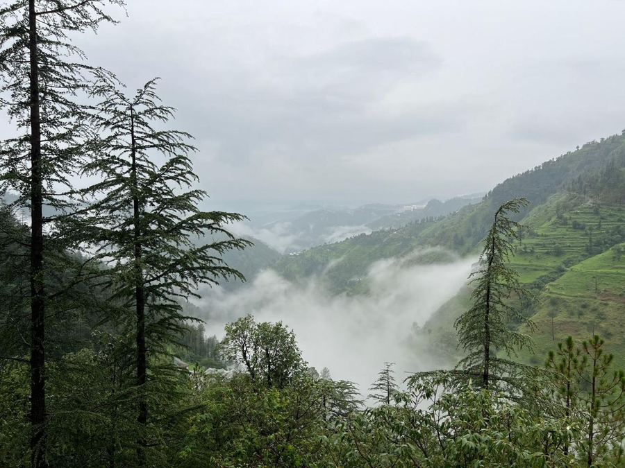 the jungle story by headquarter