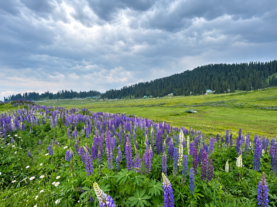 gulmarg woods by stay pattern