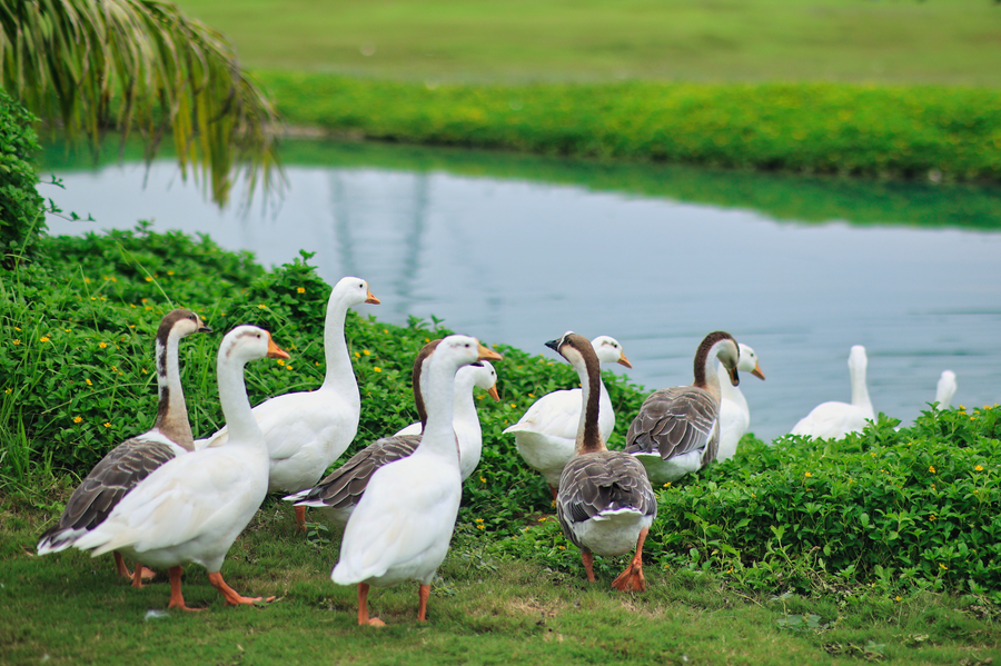 imperial golf resort