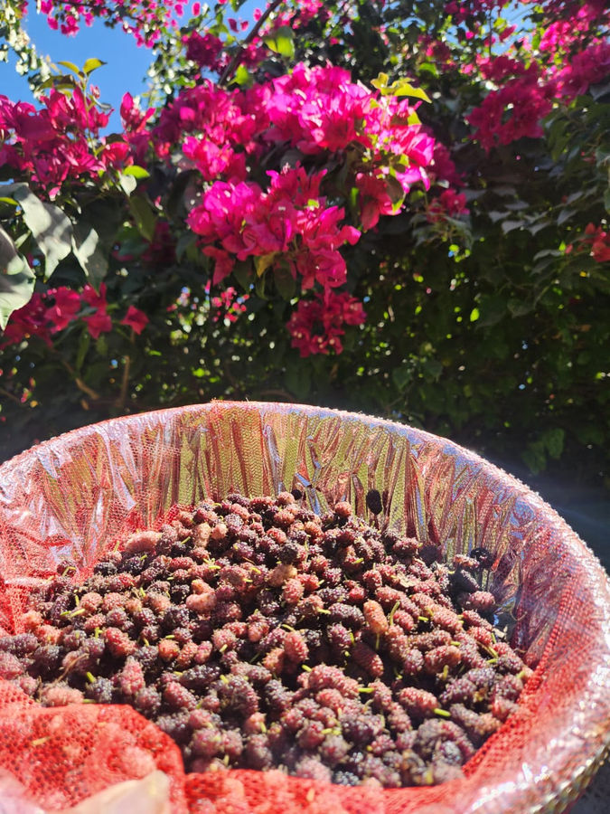 samardha jungle resort