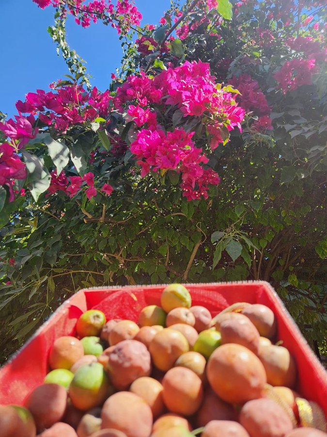 samardha jungle resort