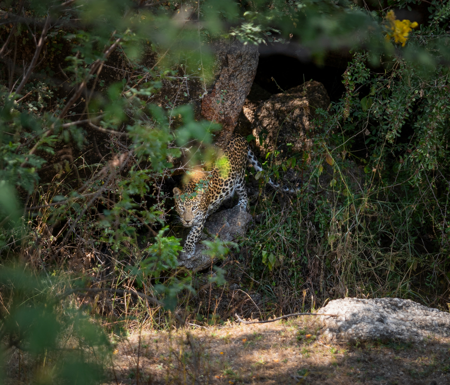 Dera Jawai - Best Safari Lodge In Jawai Bandh,Falna,3 star