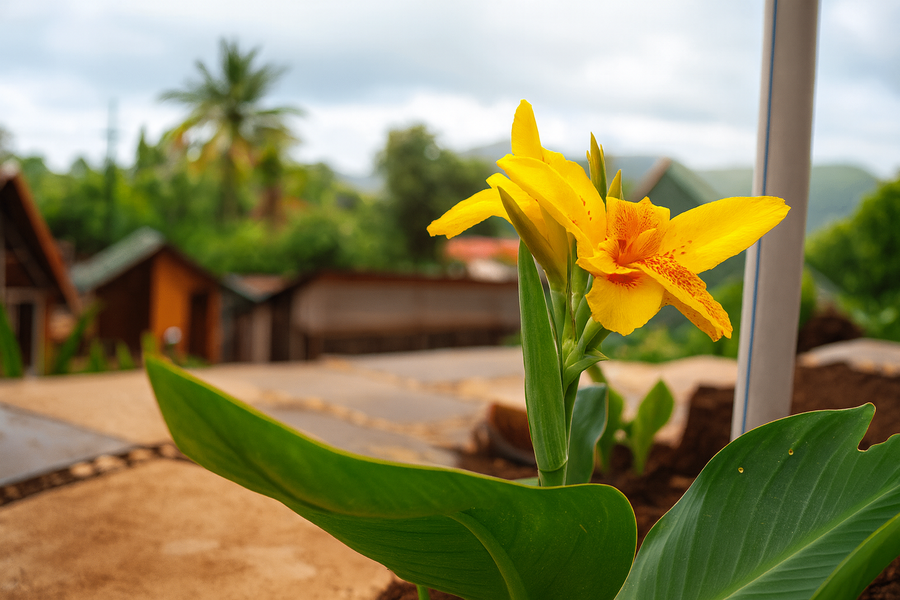 rumourss sky villa and resort