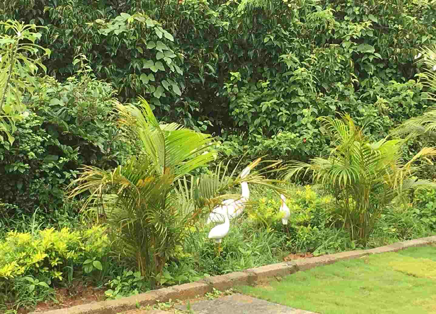 ibni springs