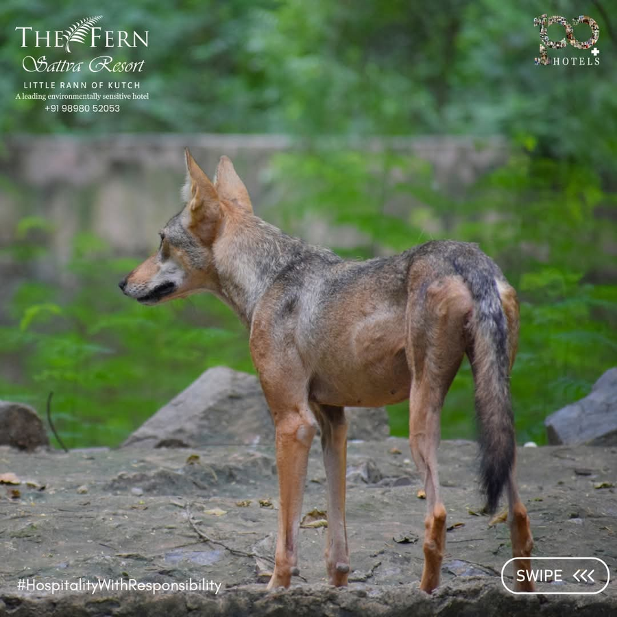 the fern sattva resort little rann of kutch