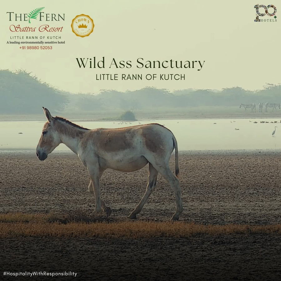 the fern sattva resort little rann of kutch