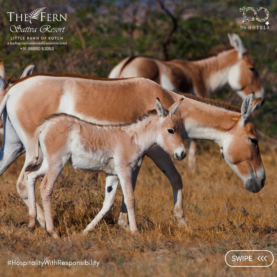the fern sattva resort little rann of kutch