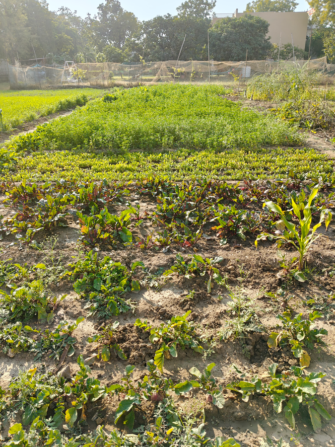 pavilion farmstay udaipur
