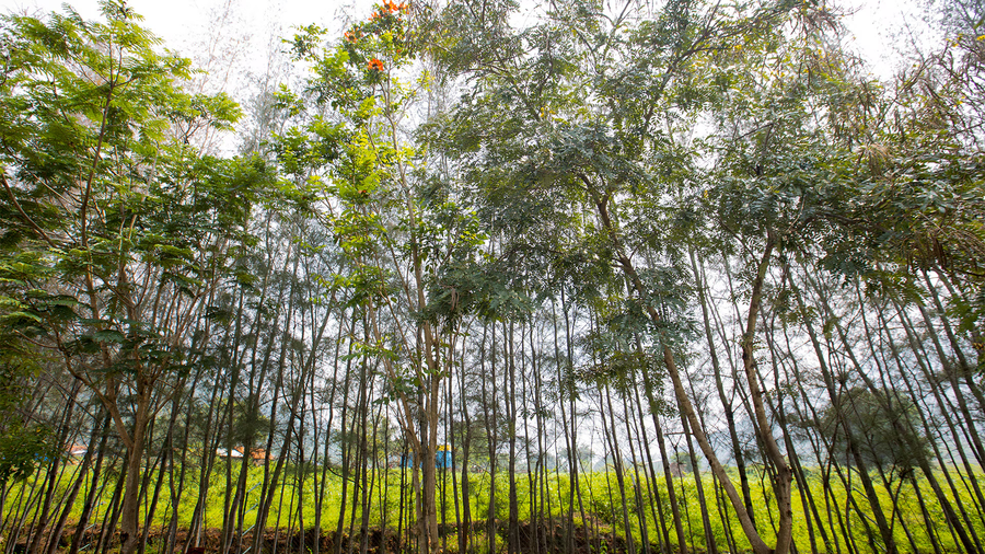 aara jungle resort